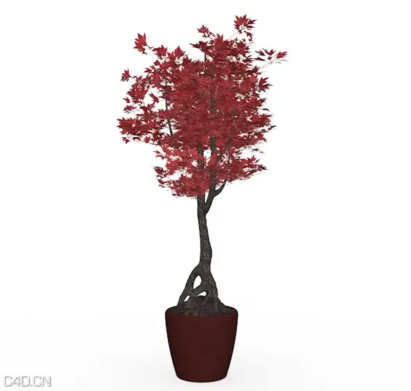红枫树盆景C4D模型 red maple tree 3d model - C4D之家 - cinema4d_ 2016-02-05 21.40.08.jpg