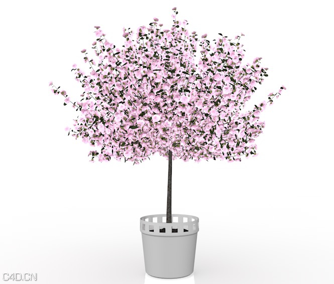 木槿花盆景C4D模型 Hibiscus flowers 3d model