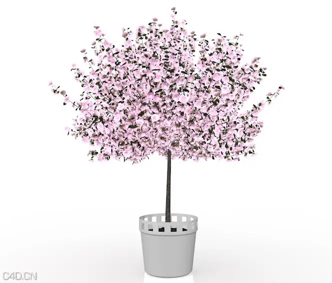 木槿花盆景C4D模型 Hibiscus flowers 3d model - C4D之家 - cinema4d_ 2016-02-05 22.01.20.jpg