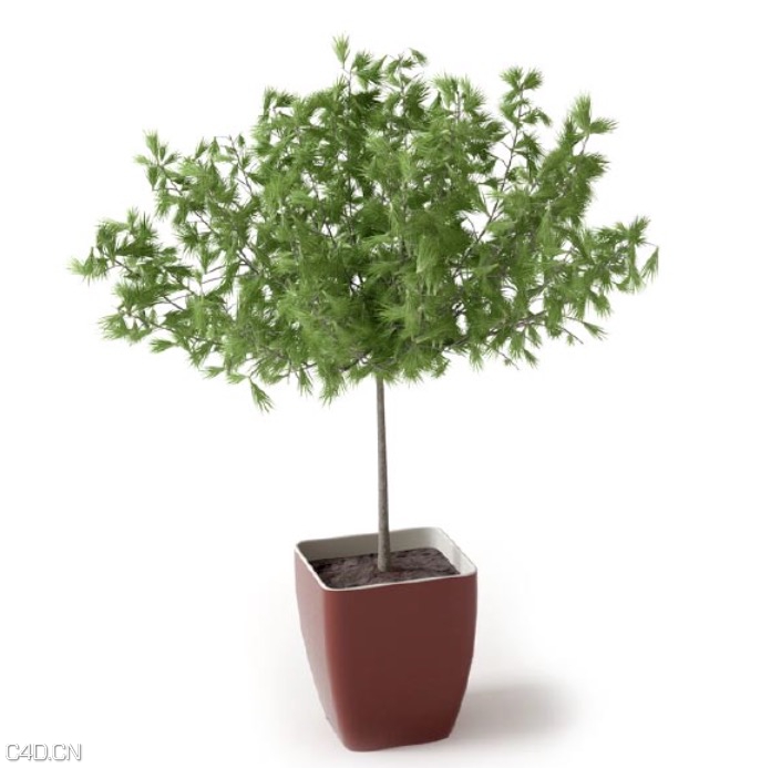 松树盆景C4D模型 Pine bonsai 3d model