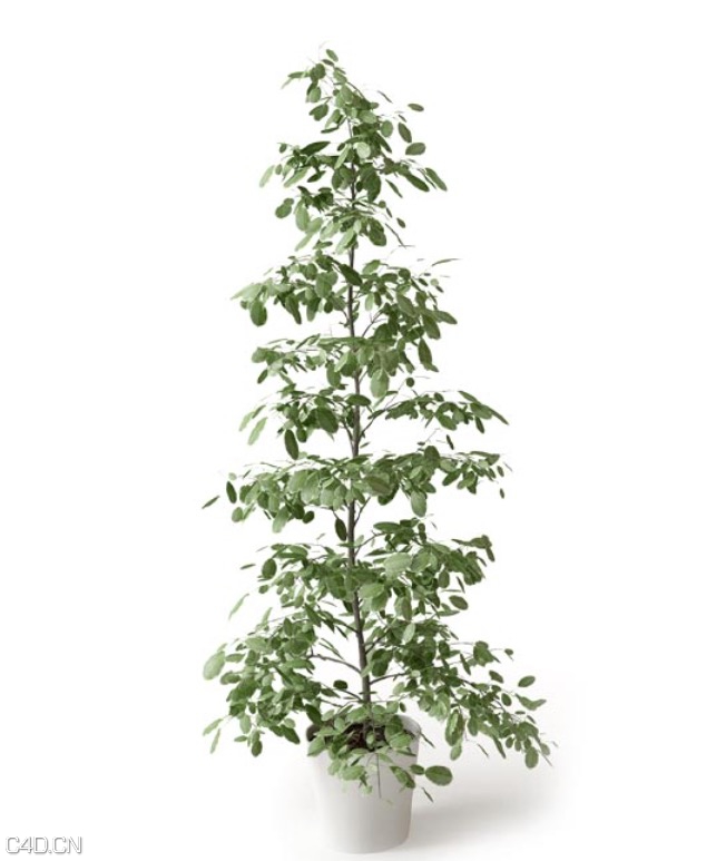 室内装饰植物盆景C4D模型 Indoor ornamental plant bonsai 3d model