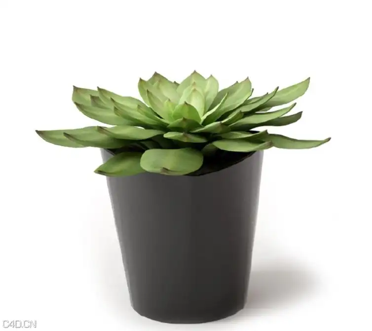 多肉植物盆景C4D模型 Succulent plants bonsai 3d model - C4D之家 - cinema4d_ 2016-02-05 22.16.54.jpg