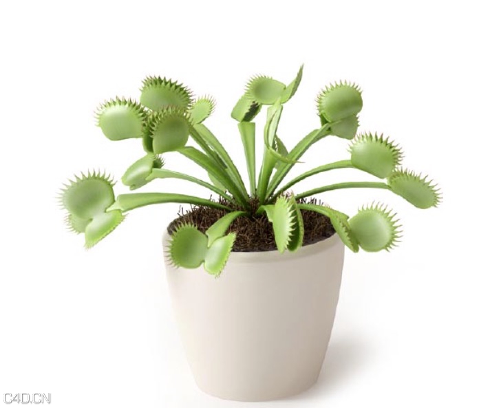 绿叶植物盆景C4D景观模型 Greenery bonsai 3d model