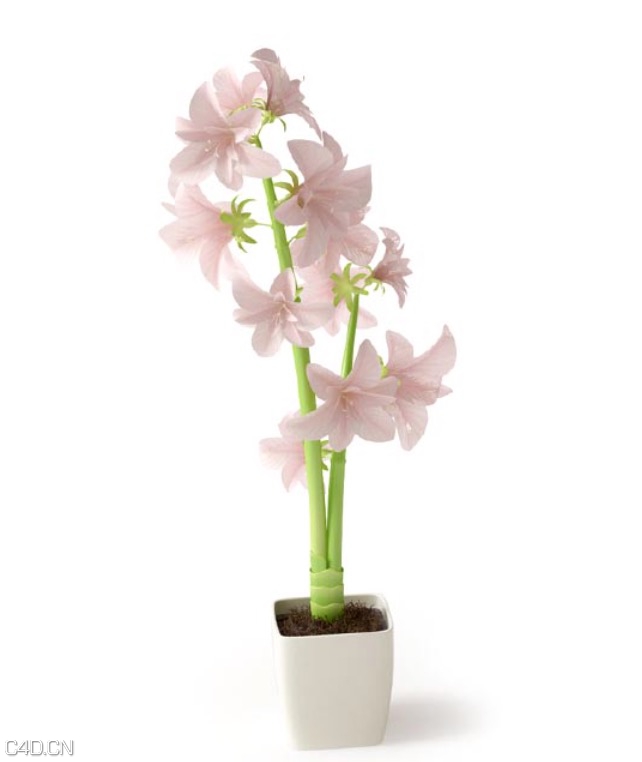 粉红色百合花盆景C4D模型 Lily bonsai 3d model