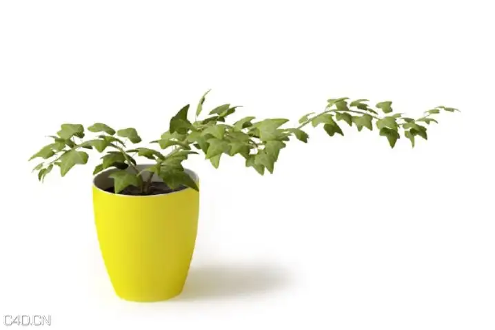 室内藤蔓植物盆栽C4D模型 Indoor potted vines 3d model