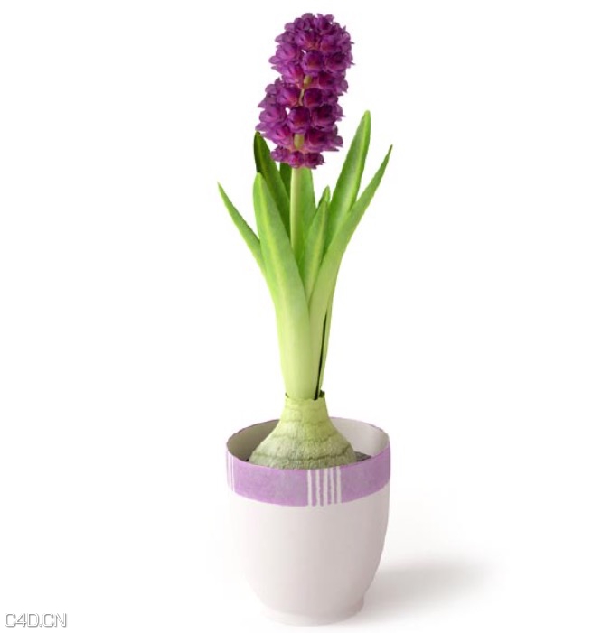 紫色风信子花卉盆景C4D模型 The hyacinth Flower Bonsai 3d model