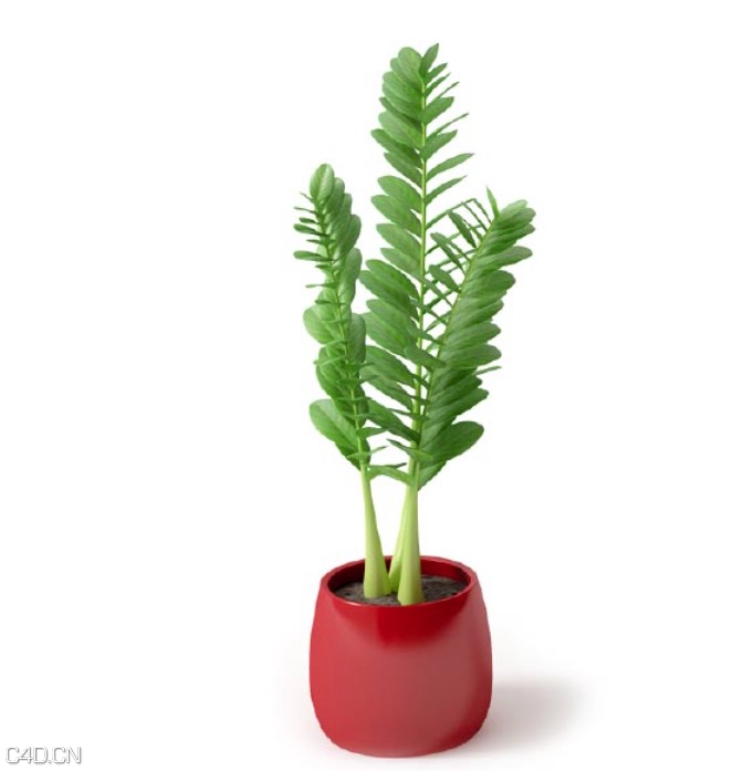 绿叶景观植物盆栽C4D模型 Green leaf landscape plant 3d model - C4D之家 - cinema4d_ 2016-02-05 23.49.02.jpg