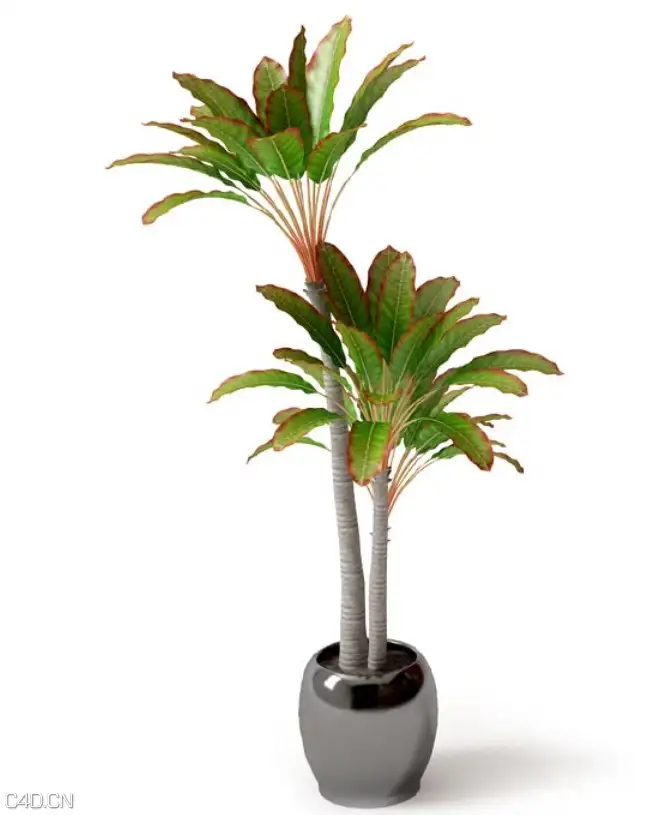 香龙血树盆栽、观叶植物盆栽C4D模型 Fragrant Dracaena pot 3d model - C4D之家 - cinema4d_ 2016-02-05 23.59.28.jpg