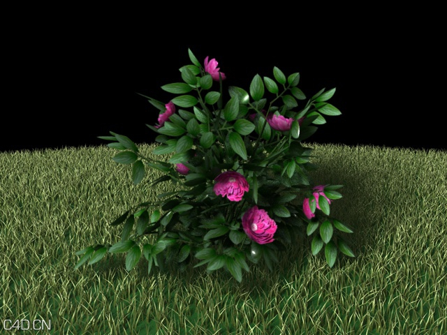 芍药 植物模型 - C4D之家 - 芍药