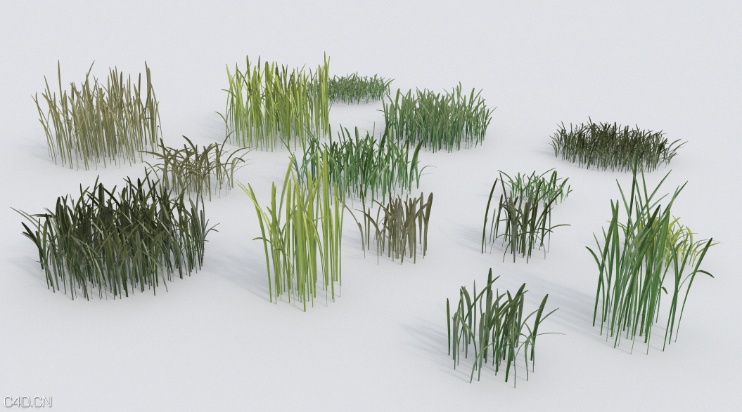 13组草束C4D模型 Grass bundle including 13 different models - C4D之家 - Vrayforc4d grass bundle.png