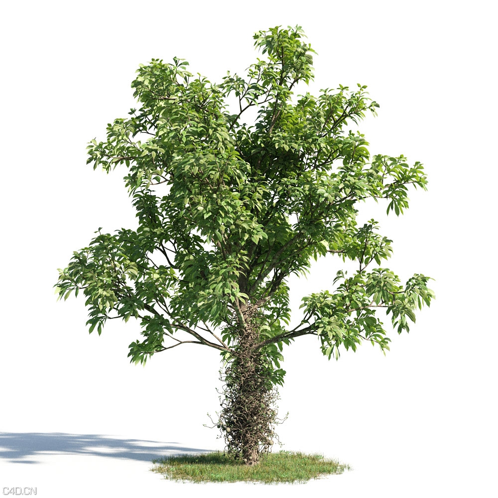 植物树木3D模型 Archmodels Vol.154 – Plants - C4D之家 - Plants.jpg