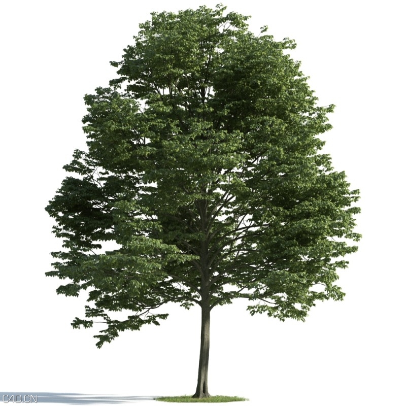 森林大树3D模型合集 Evermotion Archmodels vol. 163 - C4D之家 - archmodels-163.jpg