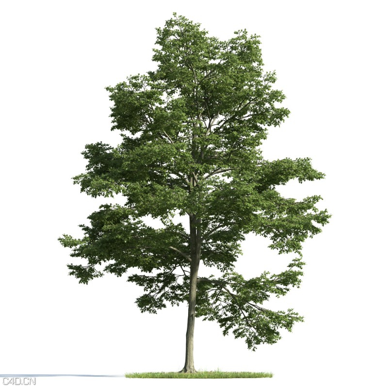 森林大树3D模型合集 Evermotion Archmodels vol. 163 - C4D之家 - Evermotion-Archmodels-vol-163-1.jpg