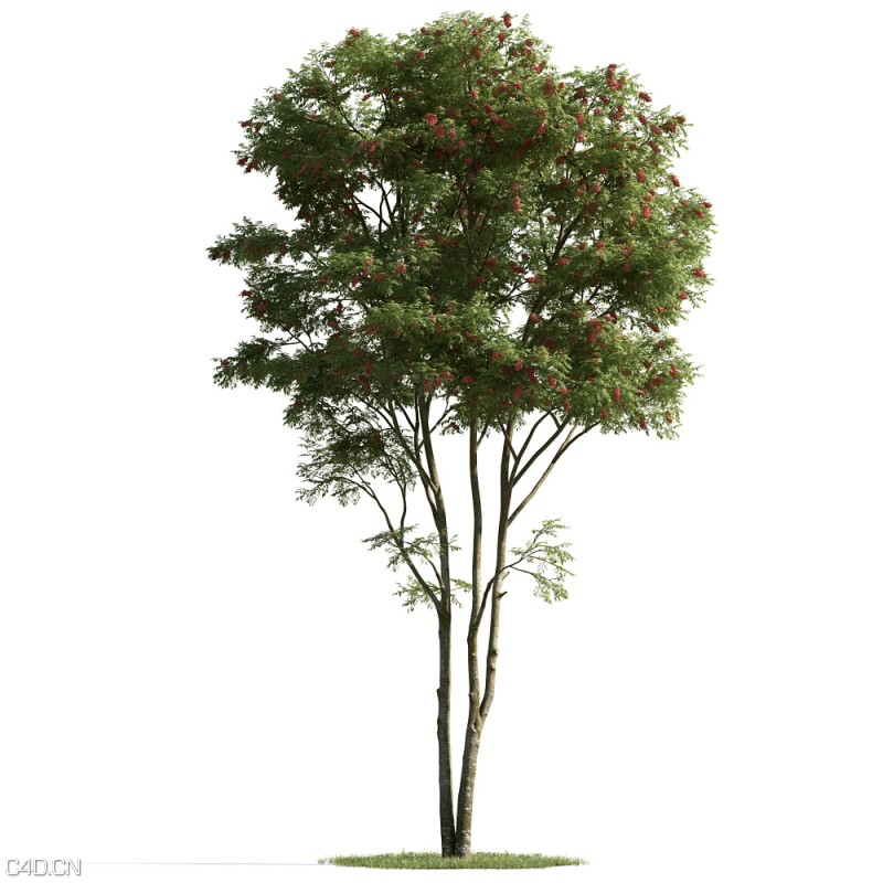 森林大树3D模型合集 Evermotion Archmodels vol. 163 - C4D之家 - Evermotion-Archmodels-vol-163-2.jpg