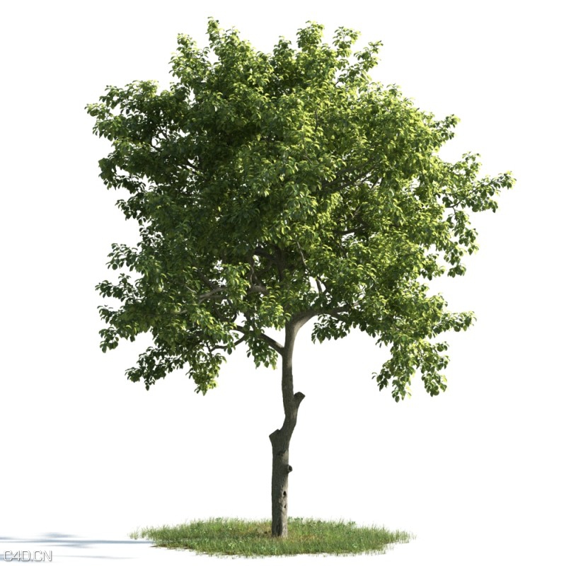 森林大树3D模型合集 Evermotion Archmodels vol. 163 - C4D之家 - Evermotion-Archmodels-vol-163-3.jpg