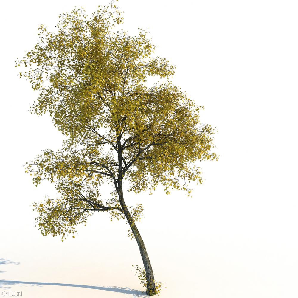 秋天黄叶大树3D模型合集 R-D iTrees vol. 1 Autumn - C4D之家 - huge_1168.jpg