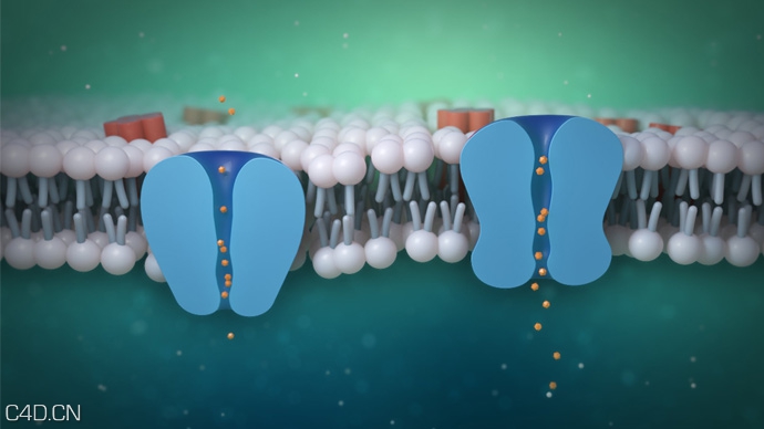 C4D/AE制作细胞膜离子通道的动画教程 CELL MEMBRANE ION CHANNEL ANIMATION TUTORIAL - C4D之家 - Cinema-4D-and-After-Effects-Cell-Membrane-Ion-Channel-Animation-Tutorial.jpg
