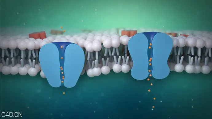 C4D/AE制作细胞膜离子通道的动画教程 CELL MEMBRANE ION CHANNEL ANIMATION TUTORIAL