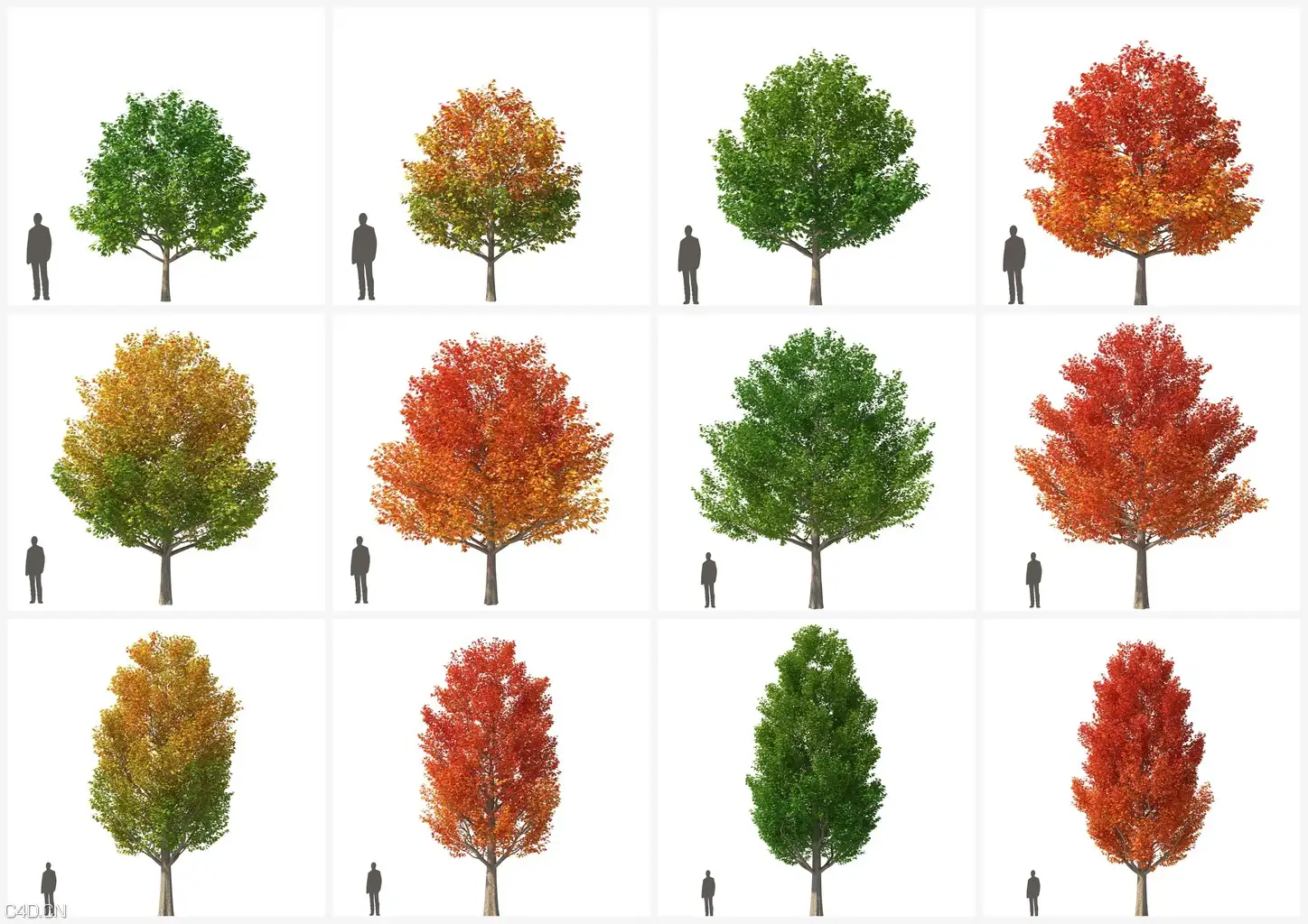 140个高精树木C4D模型合集 vrayc4d – HQ Plants vol.4 for Cinema4D - C4D之家 - previews2.jpg