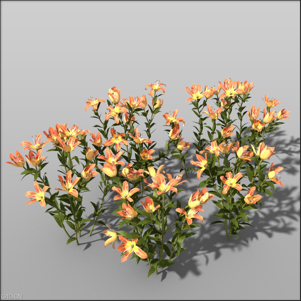 41种漂亮的花卉C4D模型合集 vrayc4d – HD Flowers vol.2 for Cinema4D - C4D之家 - Lily_orange.jpg