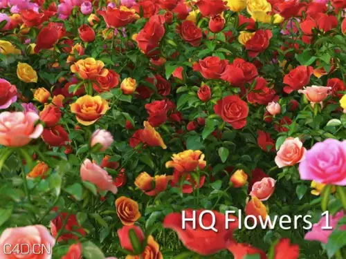 玫瑰花,月季花C4D模型合集 vrayc4d – HD Flowers vol.1 for Cinema4D - C4D之家 - vJm2ikY.jpg