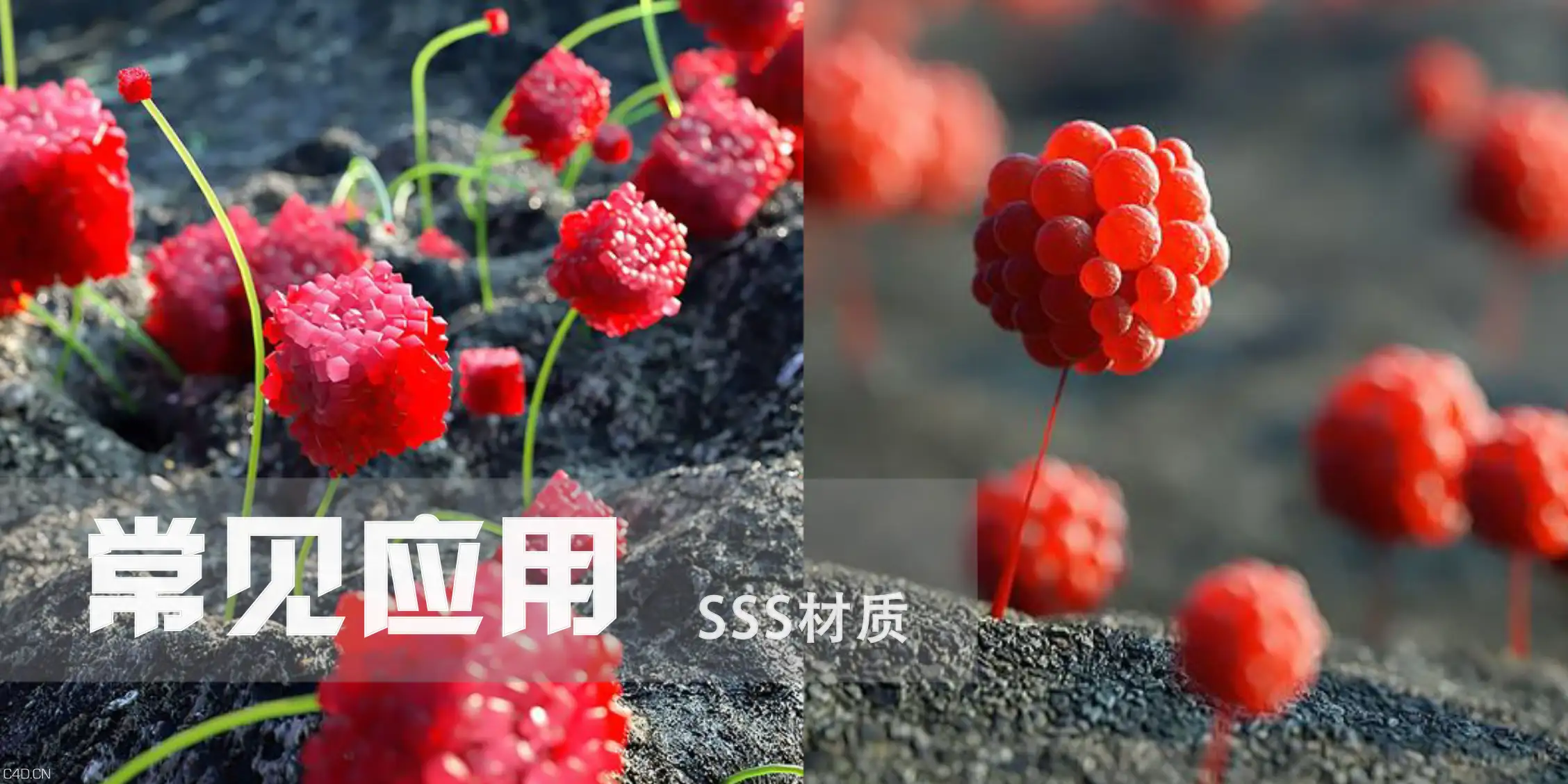 TVartfree教程——SSS材质调节方法 - C4D之家 - Comp 1 (0-00-00-00)53.png