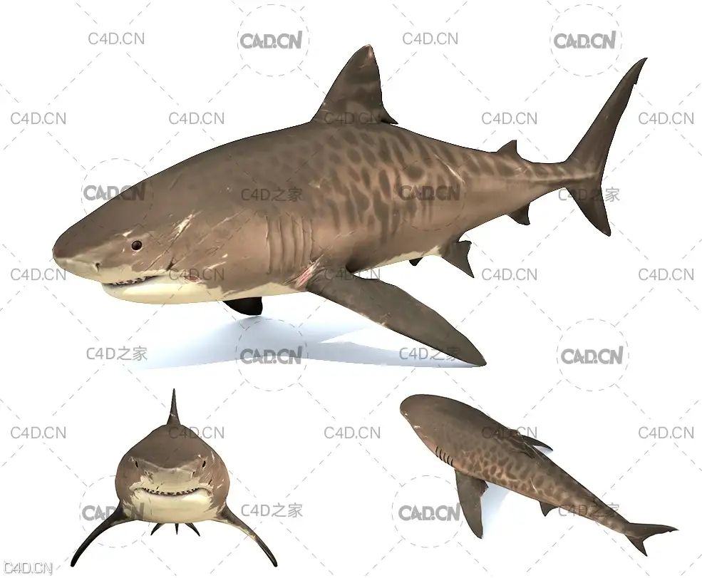 虎鲨C4D模型 Tiger Shark - C4D之家 - shark02.jpg