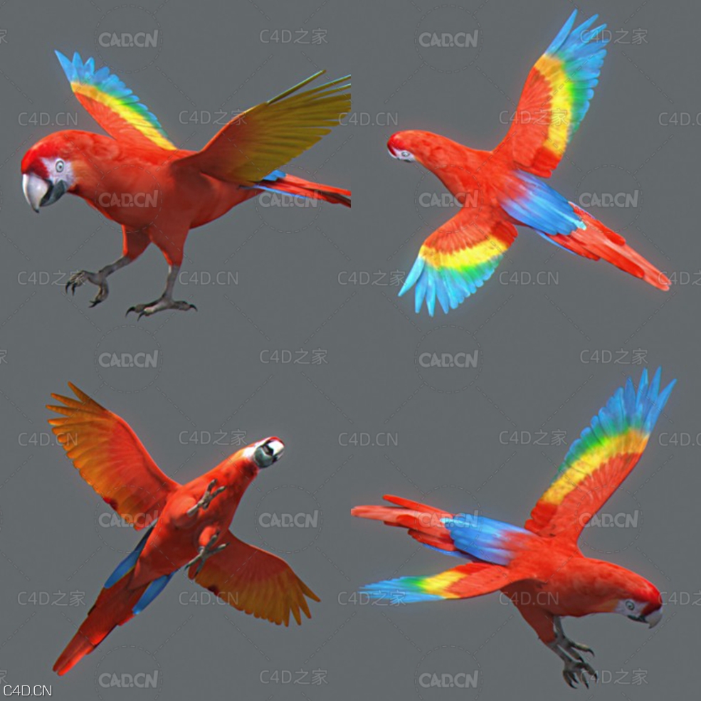 红鹦鹉动画C4D模型 Parrot Red - C4D之家 - 2.jpg