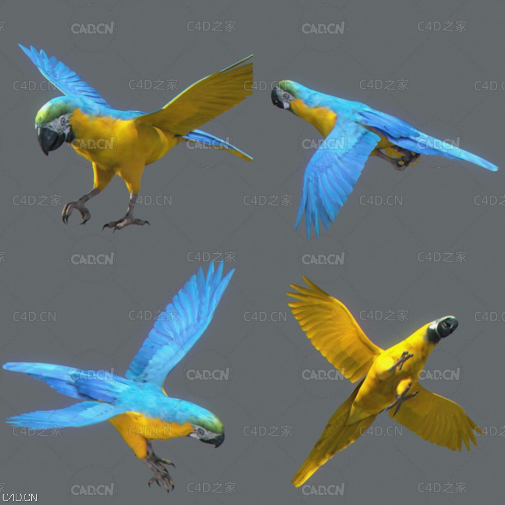 黄鹦鹉C4D动画模型 Parrot Yellow