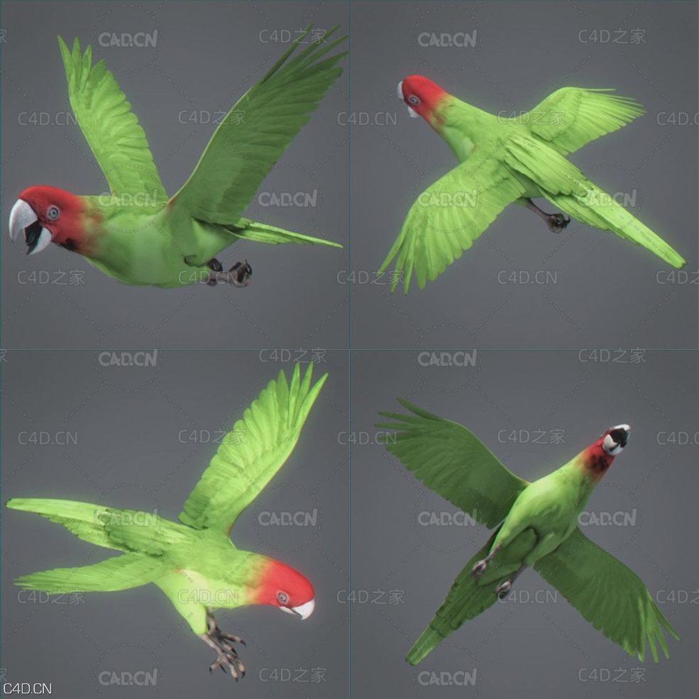 绿鹦鹉动画C4D模型 Parrot Wild