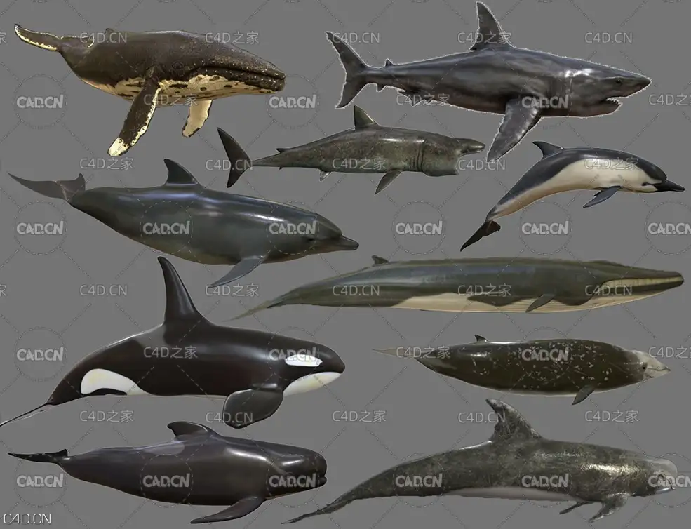 10只大型海洋动物C4D动画模型合集 Fish Collection