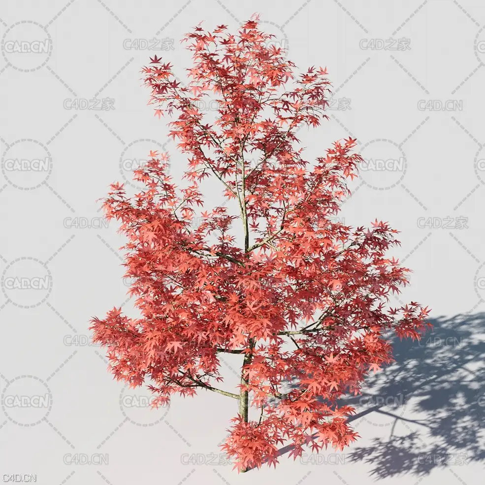 红枫树C4D模型 Acer platanoides - C4D之家 - CGt_02_Acer-platanoides-3-2.jpg