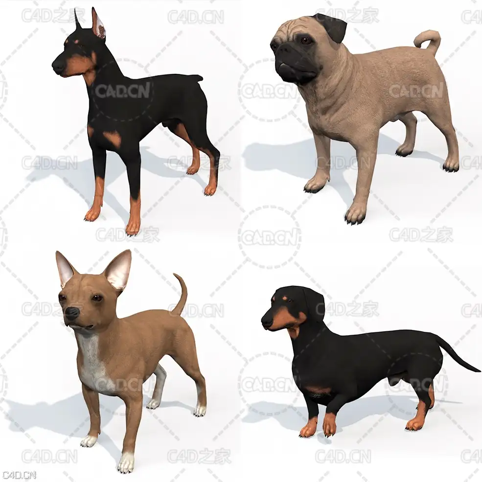 4只宠物狗C4D模型 dogs 3dmodel