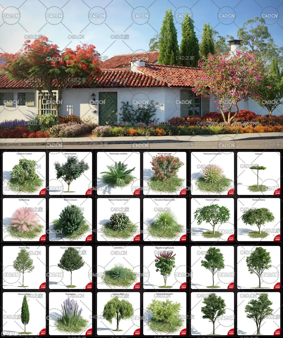 60个高精度植物树木C4D模型 EVERMOTION ARCHMODELS VOL.154 - C4D之家 - 未命名-2.jpg