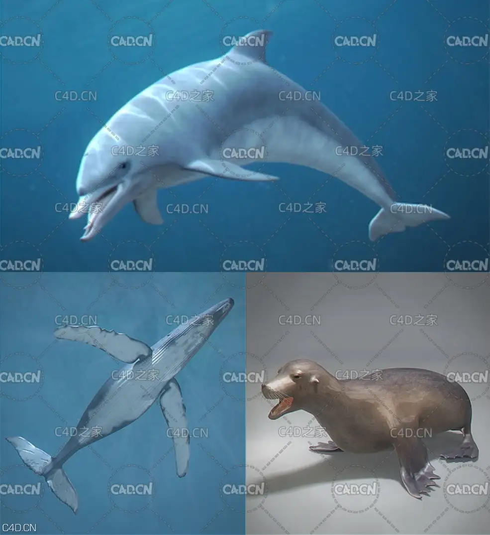 海洋动物：鲸鱼 海豚 海豹C4D模型 Pack - Marine Mammals 3D model