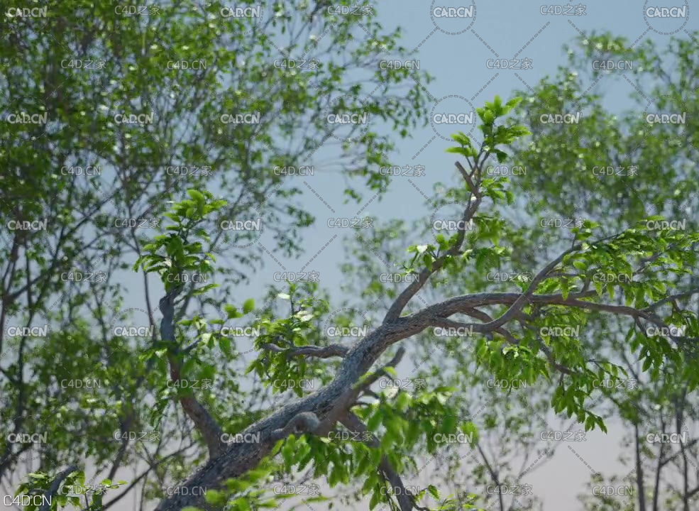 51集C4D森林插件 Forester 完整教程