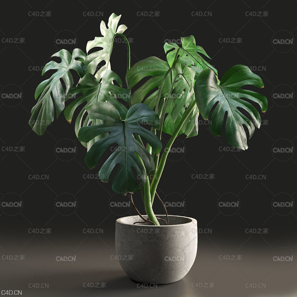 室内绿植装饰：龟背竹C4D模型 Monstera in Pot1 3D model