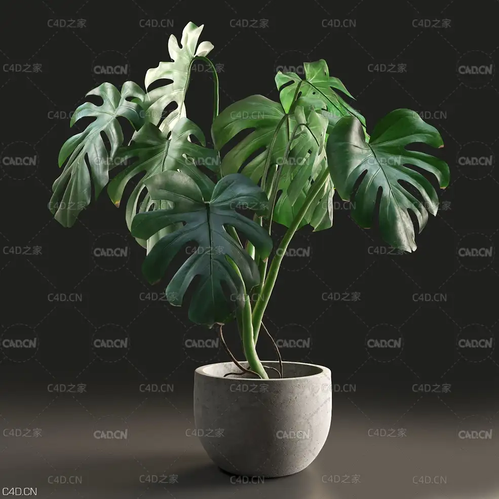 室内绿植装饰：龟背竹C4D模型 Monstera in Pot1 3D model
