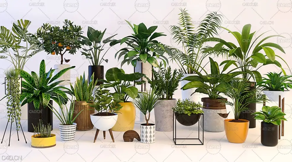 20组植物盆栽C4D模型合集 Cgtrader - Plants 3D model