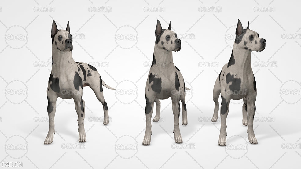 大丹犬 Great Dane 3D Model
