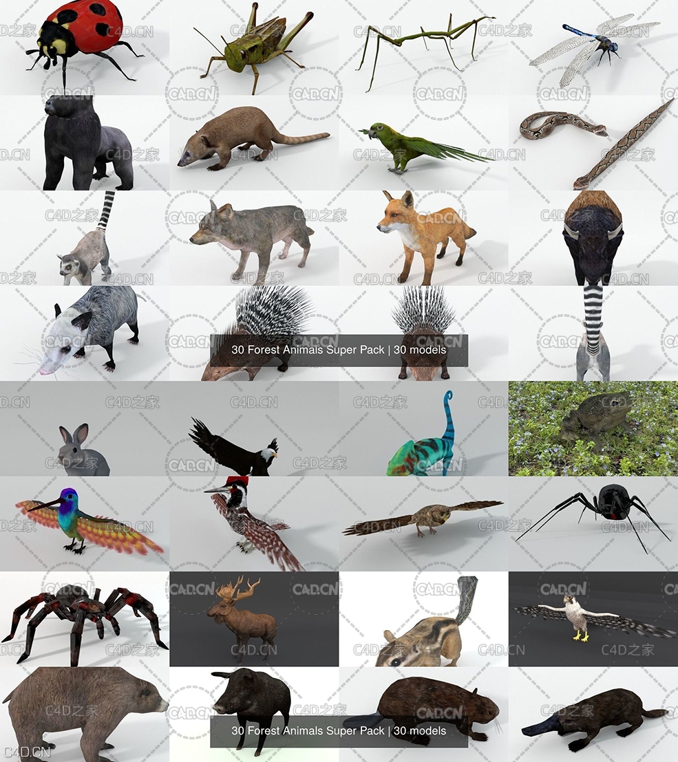 30只森林昆虫动物低面模型合集 30 Forest Animals Super Pack 3D Model Collection - C4D之家 - 2.jpg