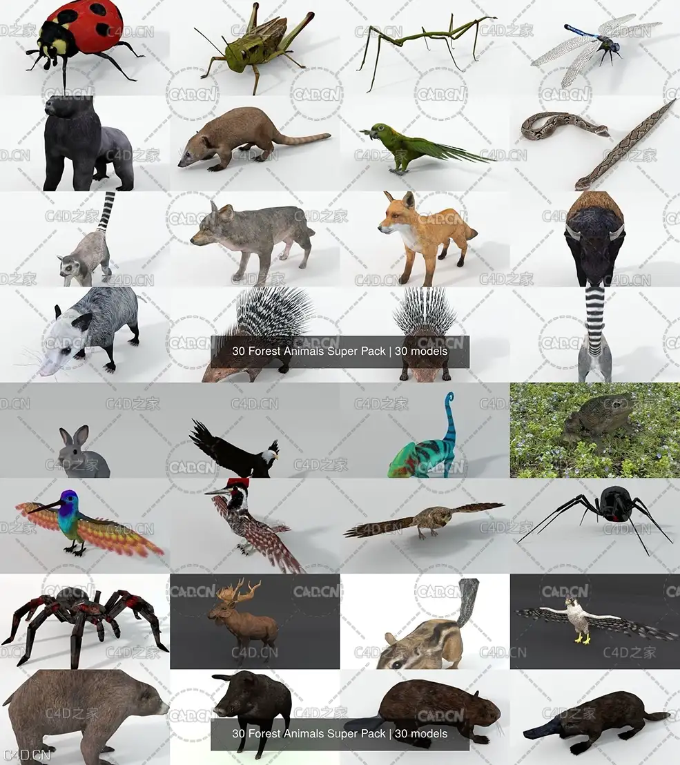 30只森林昆虫动物低面模型合集 30 Forest Animals Super Pack 3D Model Collection