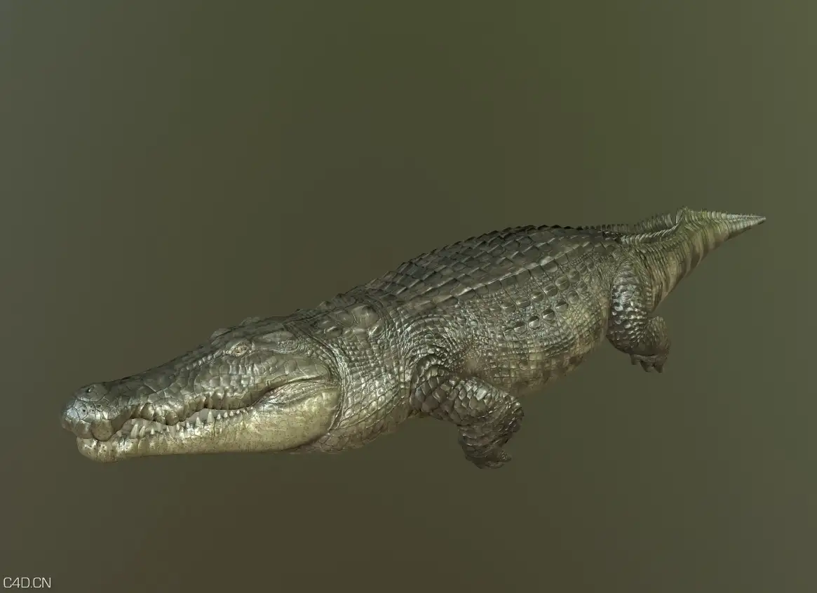 写实鳄鱼3D模型_带动画 - C4D之家 - 02.jpg