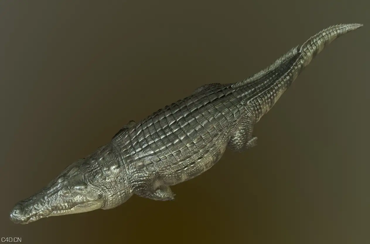 写实鳄鱼3D模型_带动画 - C4D之家 - 03.jpg