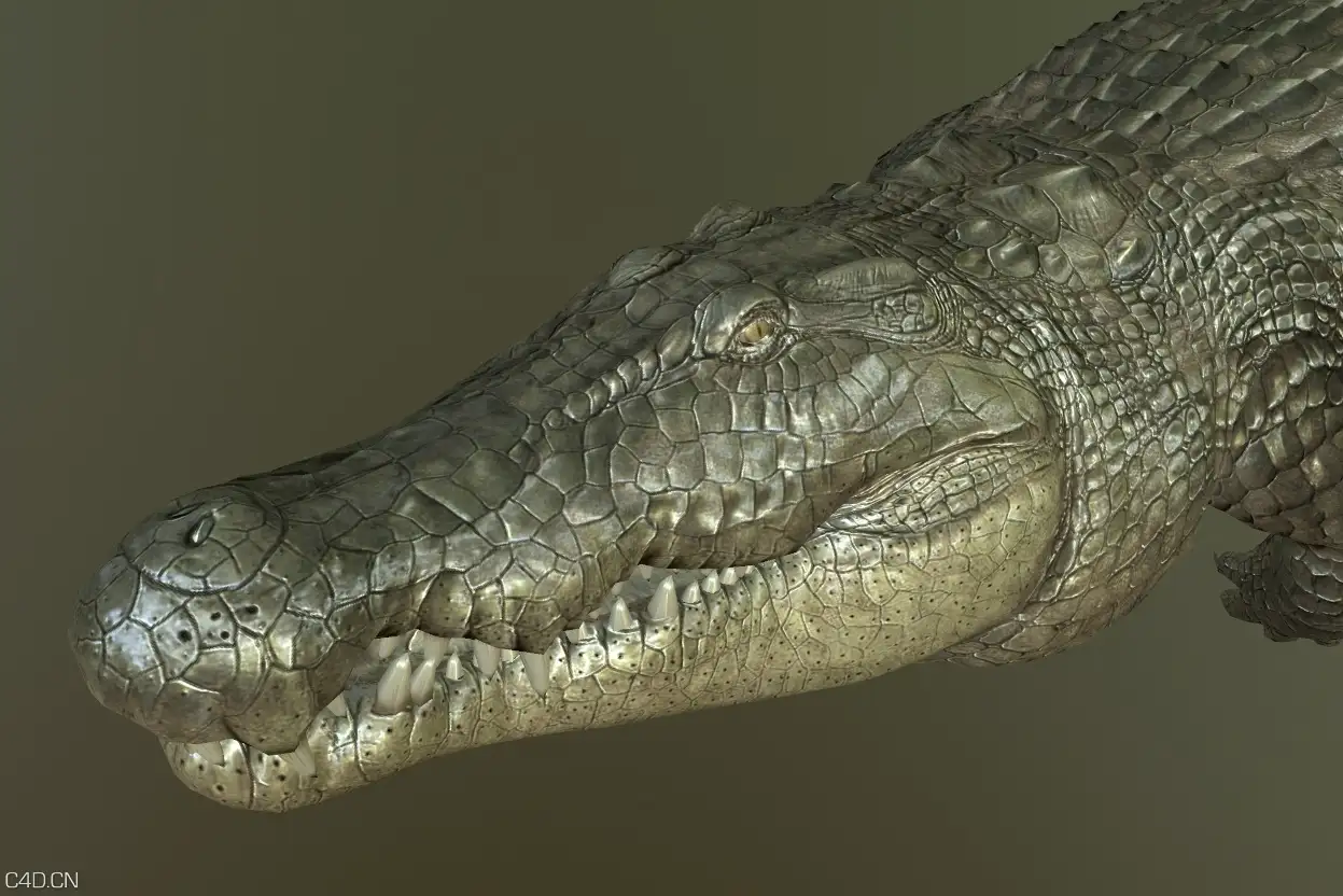 写实鳄鱼3D模型_带动画 - C4D之家 - 04.jpg