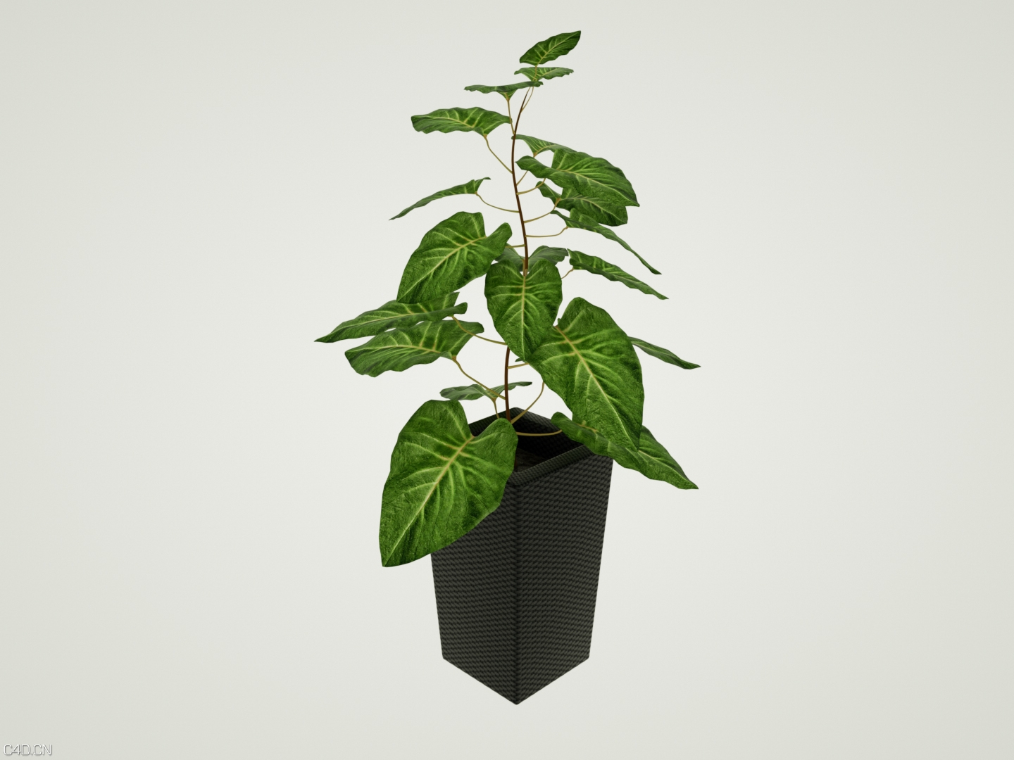 植物家居绿植树木 - C4D之家 - 53.jpg