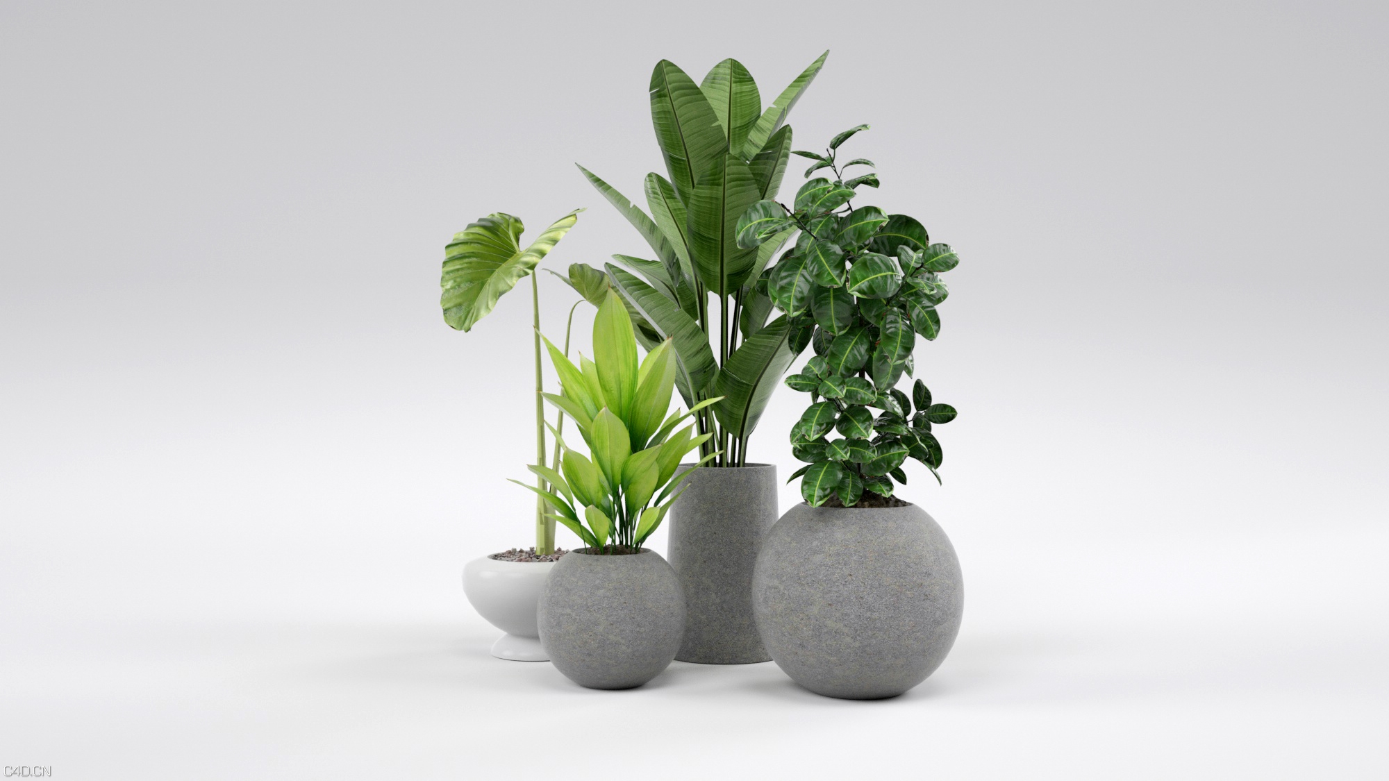 盆栽植物C4D模型 - C4D之家 - 盆栽.jpg