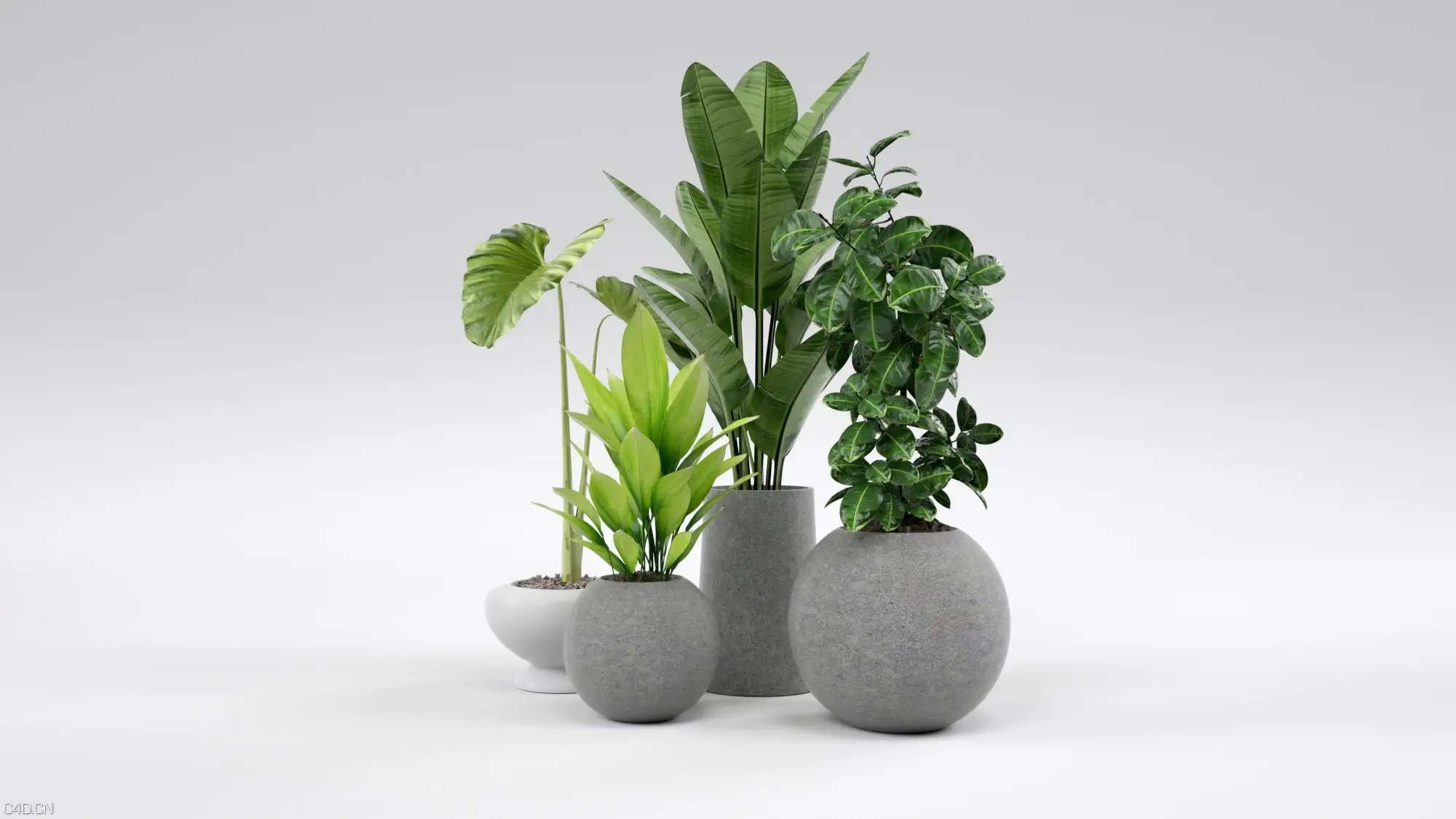 盆栽植物C4D模型 - C4D之家 - 盆栽.jpg