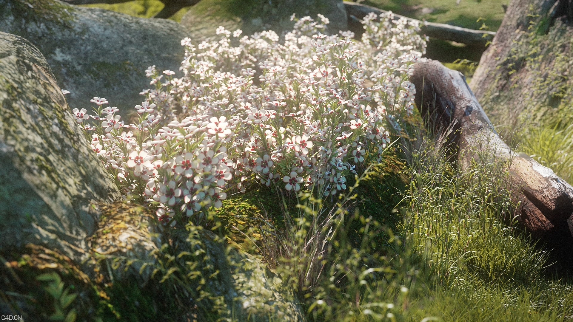 X-Particles结合Forester制作植物生长教程