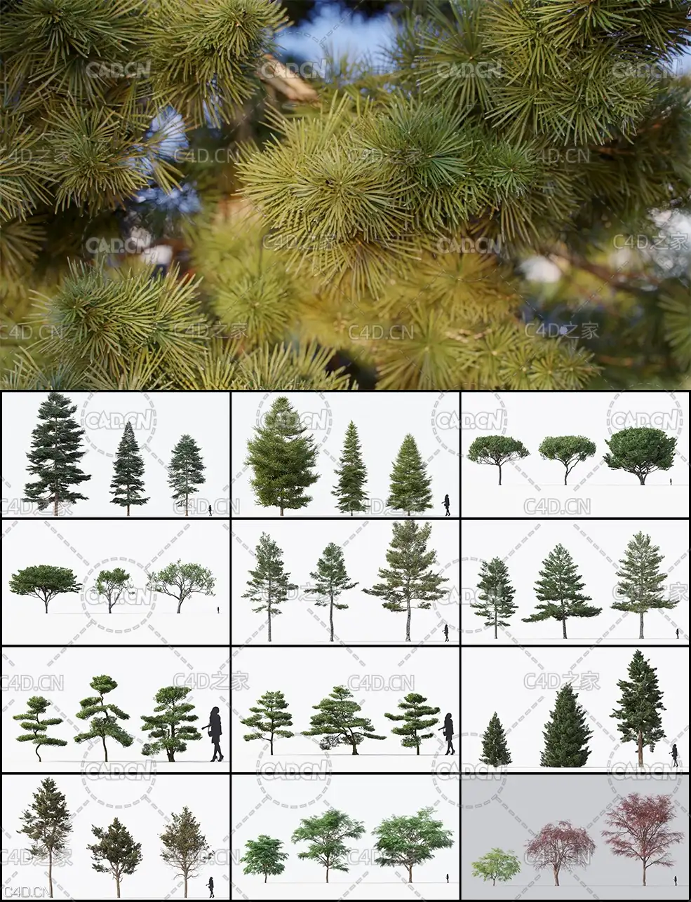 24组高海拔松树3D模型 Pine
